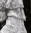 Polaire à Longchamp – Mai 1903